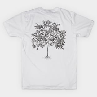 Rose Tree Vintage Botanical Illustration T-Shirt